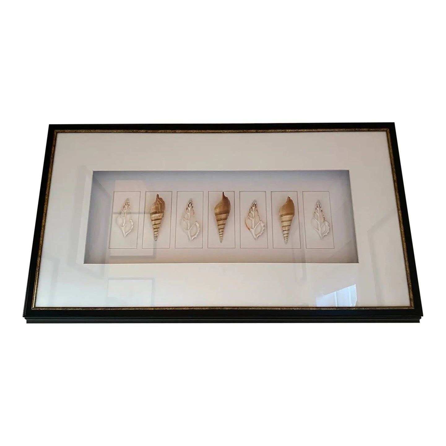 Large Black Framed Shell Shadow Box Picture From Barclay Butera | Chairish