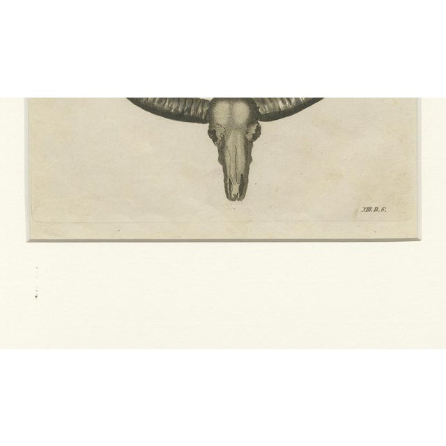 Copper Antique Wild Buffalo and Long Horns Engraving from Bertuch, 1810 For Sale - Image 8 of 10