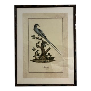 Natural Curiosities “Sheregrig” After James Bruce Framed Bird Print For Sale