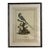 Natural Curiosities “Sheregrig” After James Bruce Framed Bird Print For Sale