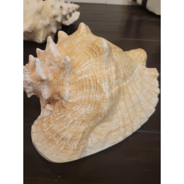 Vintage Large Coastal Genuine Natural Conch Sea Shells- Set of 6 For Sale - Image 13 of 16