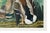 Mallard Duck, Vintage Art Print Reproduction From Birds of America by John James Audubon, 24" X 16" For Sale - Image 11 of 11