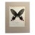 Vintage 1965 Butterfly Print in 11x14 Mat: Paradis Philoxenus/Common Windmill For Sale