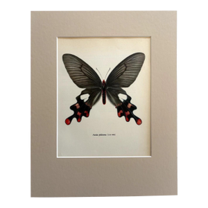 Vintage 1965 Butterfly Print in 11x14 Mat: Paradis Philoxenus/Common Windmill