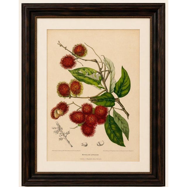 Title: Original Antique Rambutan Botanical Chromolithograph by Hoola van Nooten, 1880 : An original antique botanical...