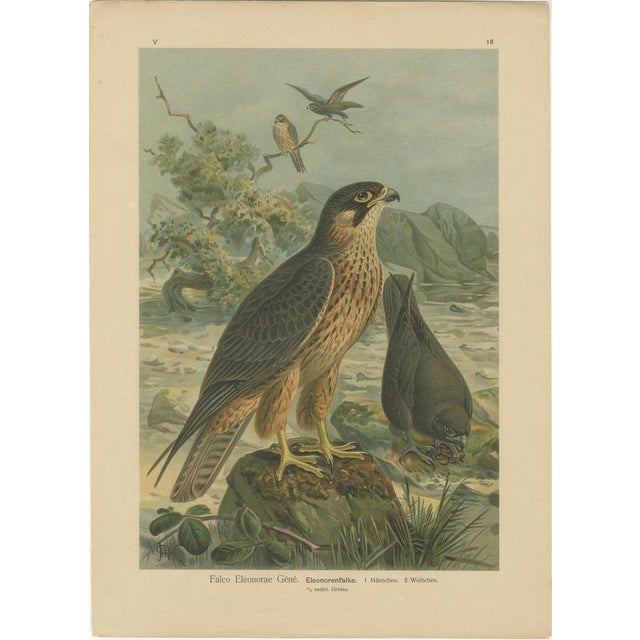 Birds of Prey, Eagles & Falcons, 1890s, Chromolithographs, Set of 10 For Sale - Image 9 of 13