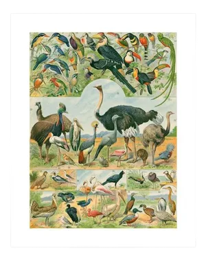 Antique 'Ostrich & Friends' Archival Print