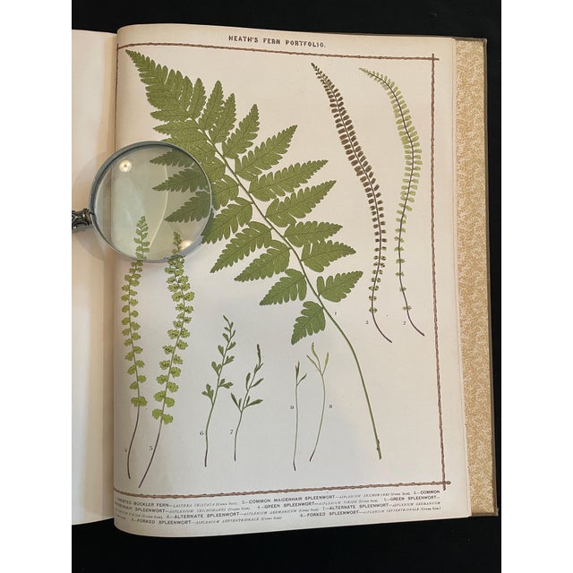 Heath's Fern Portfolio, 1885 Complete With 15 Chromolithographs For Sale In Austin - Image 6 of 18