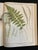 Heath's Fern Portfolio, 1885 Complete With 15 Chromolithographs For Sale In Austin - Image 6 of 18