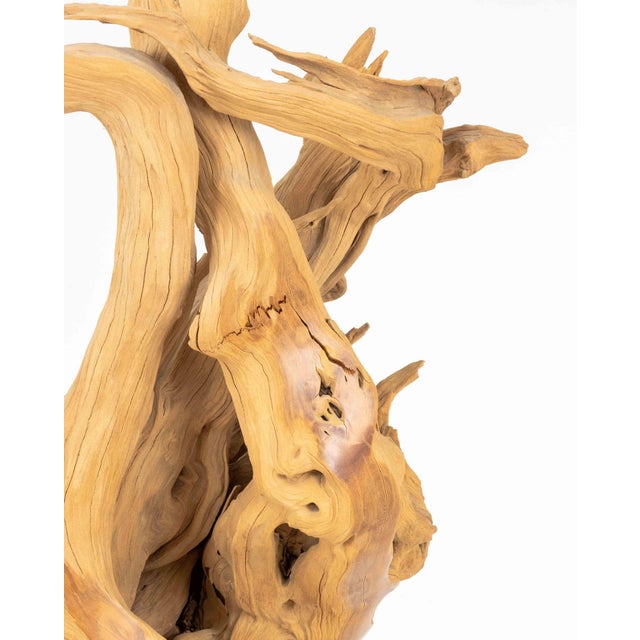 Dale Zarrella Portrait Driftwood Sculpture, 1996 For Sale In New York - Image 6 of 18