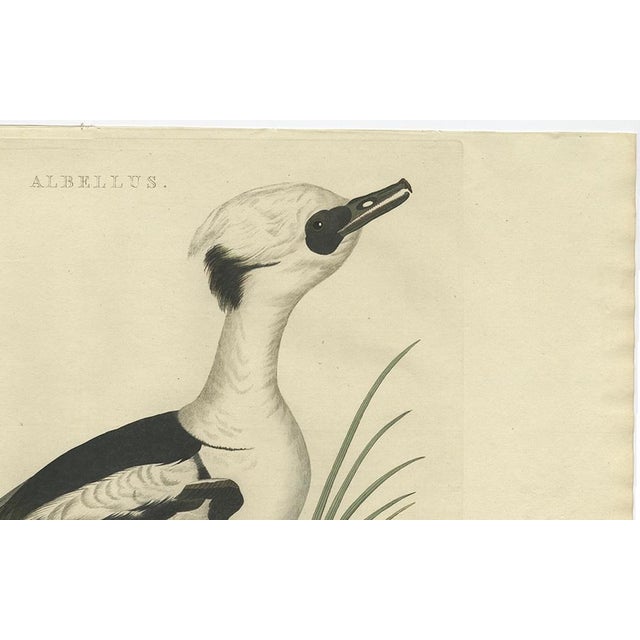 Sepp & Nozeman, Dutch Bird, 1809, Paper For Sale - Image 3 of 10