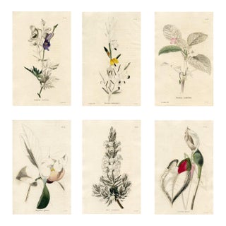 1820s, the Botanical Cabinet, Set of 6 Antique Botanical Prints, Engravings, Hand Colored, England For Sale