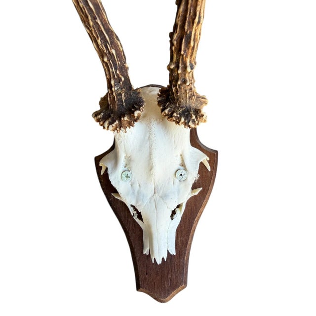 Roe deer trophy mounted on wood plaque.