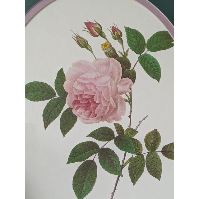 Mid 20th Century Vintage Botanical Floral Rose Lithograph Framed For Sale - Image 5 of 10