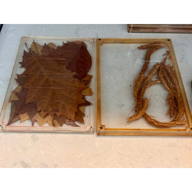 Vintage Lucite Scientific Display Case Seed Collection + Specimen Tray Notes For Sale - Image 11 of 17