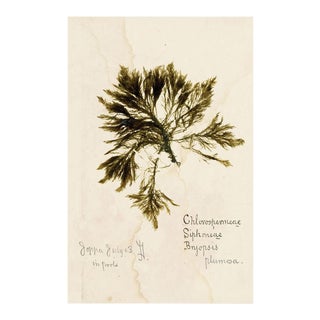 Capistrano Seaweed 24, Small, Unframed Artwork For Sale