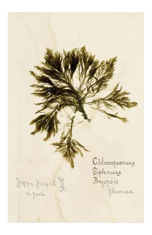 Capistrano Seaweed 24, Small, Unframed Artwork