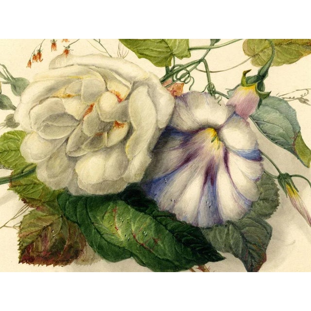 James Holland OWS, Rose & Bindweed Flowers, Mid-19th Century, Watercolour For Sale - Image 3 of 5