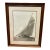 Beken of Cowes Shamrock III 1931 For Sale