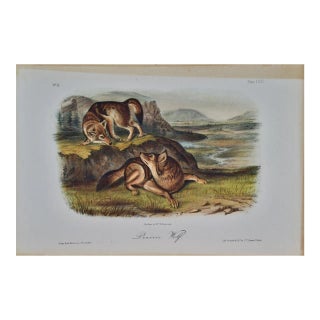 Audubon Prairie Wolf: An Original Audubon 19th Century Hand-Colored Lithograph, 1849-1854 For Sale