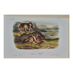 Audubon Prairie Wolf: An Original Audubon 19th Century Hand-Colored Lithograph, 1849-1854