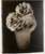 Tom Baril, Large Format Vintage Floral Black & White Silver Gelatin Photograph Tom Baril, 1997 For Sale