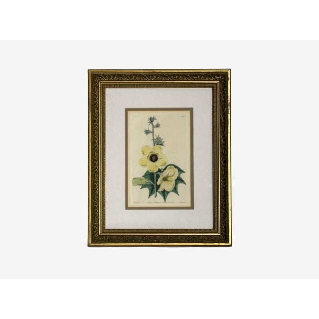 Traditional Wall Decor, Framed Floral Botanicals, Giltwood Frame, 19th C. For Sale - Image 9 of 14