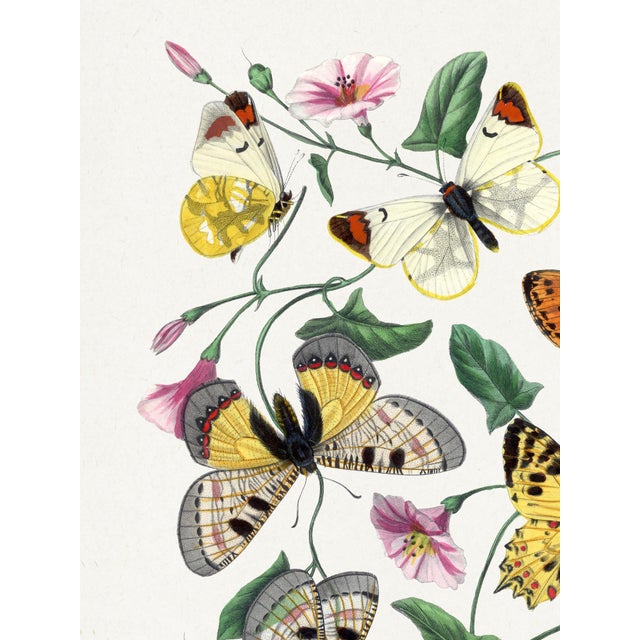 Vintage butterfly and moth art print reproduction featuring 19th-century natural history illustrations, produced as an...