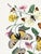 Vintage butterfly and moth art print reproduction featuring 19th-century natural history illustrations, produced as an...