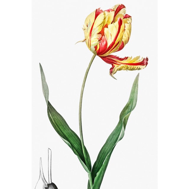 A dramatic example of early 19th-century botanical illustration, this vintage art print reproduction features Didier's...