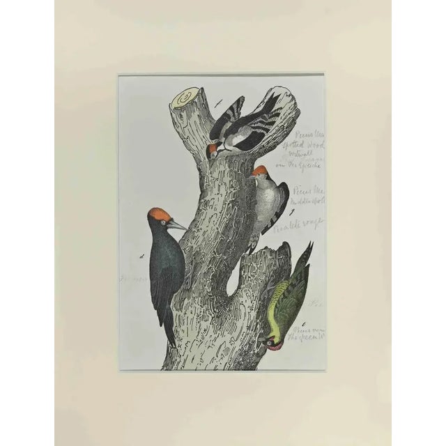 Johann Friedrich Naumann, Spotted Woodpecker, Etching, 1840 For Sale - Image 3 of 3