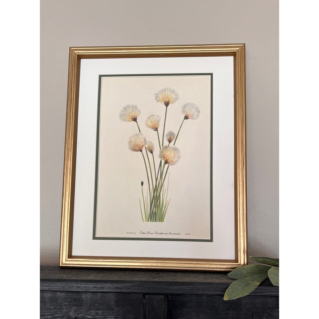Vintage Botanical Prints Framed - Set of 6- Authentic Vintage 1953 Prints For Sale - Image 4 of 7