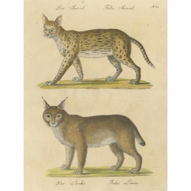 Karl Joseph Brodtmann, Serval and Eurasian Lynx, 1816, Lithograph For Sale - Image 3 of 9