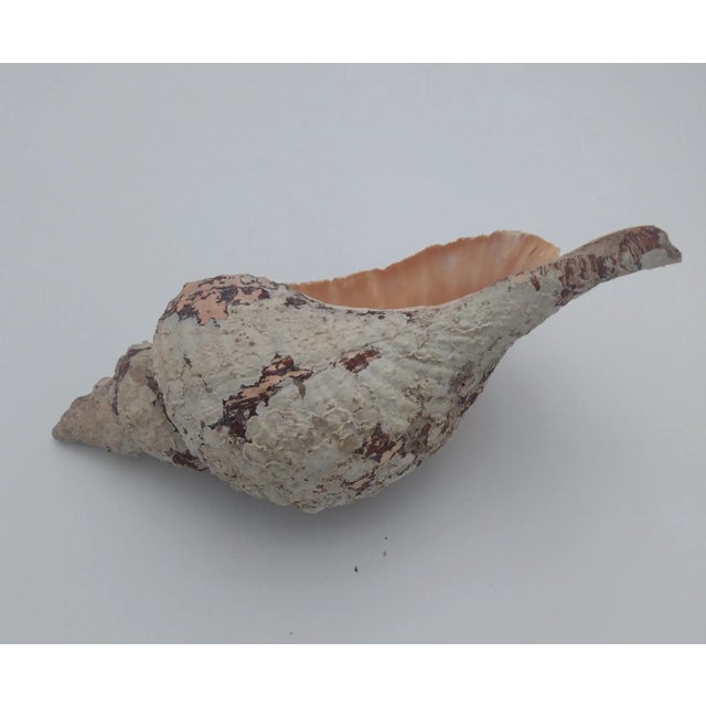 1970s Vintage Horse Conch Shell From the Sea of Cortez – Circa 1970 For Sale - Image 5 of 12