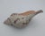 1970s Vintage Horse Conch Shell From the Sea of Cortez – Circa 1970 For Sale - Image 5 of 12
