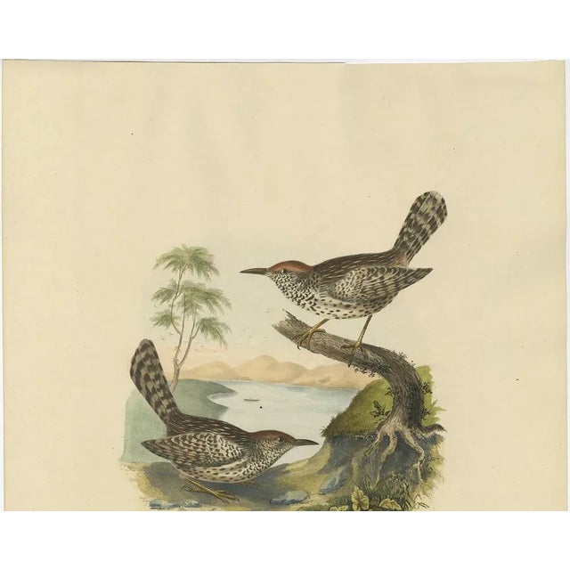 Two Allied Wrens, 1869, Print For Sale - Image 3 of 8