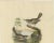 Two Allied Wrens, 1869, Print For Sale - Image 3 of 8