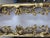 Pair of George III Bright Gilt Mirrors For Sale - Image 9 of 11