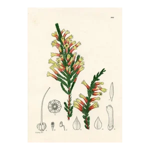 1920s, Prince of Wales Heather Print, Plants of South Africa, Original Antique Botanical Print, Lithograph, South Africa
