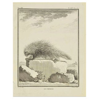 Jean Charles Baquoy, Le Coendou, Etching, 1771 For Sale