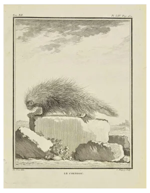 Jean Charles Baquoy, Le Coendou, Etching, 1771