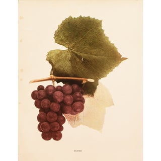 1900s U. P. Hedrick, Original Antique Photogravure of Ulster Grapes For Sale