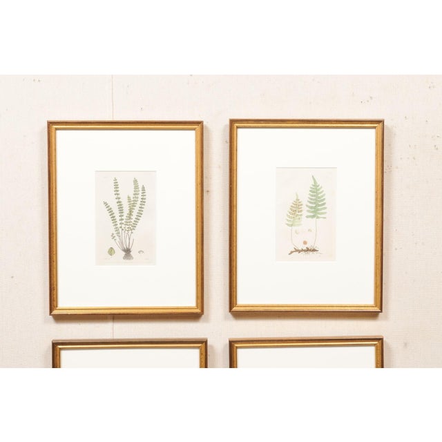 A collection of four art pieces of Swedish 18th century ferns, displayed nicely within custom gold toned wooden frames....