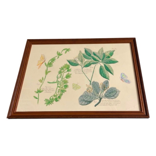 2000 - 2009 Pair of Vintage Framed Botanical & Entomological Illustration Prints For Sale - Image 5 of 12