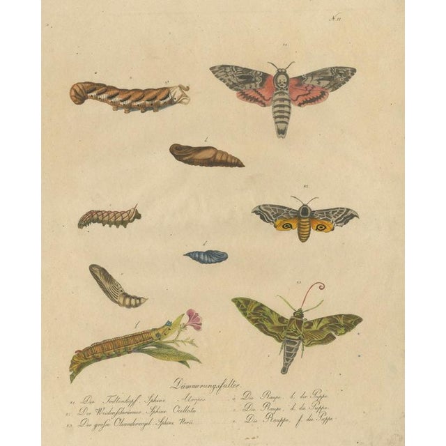 Brodtmann, Deaths-Head Hawkmoth and Caterpillars, 1816, Lithograph For Sale - Image 9 of 9