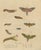 Brodtmann, Deaths-Head Hawkmoth and Caterpillars, 1816, Lithograph For Sale - Image 9 of 9