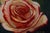 This oil painting captures a single rose in vibrant shades of red and cream, emphasizing the delicate folds of its petals....