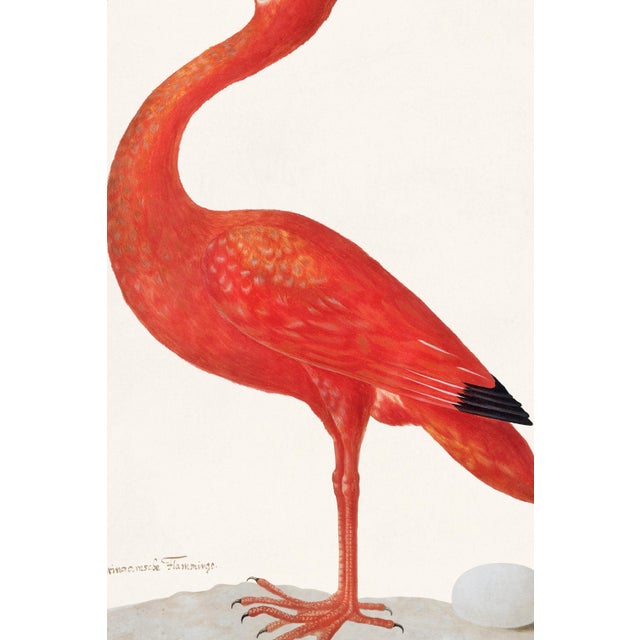 Illustration Scarlet Ibis With an Egg by Maria Sibylla Merian, Vintage Art Print Reproduction, 24" × 36" For Sale - Image 3 of 5