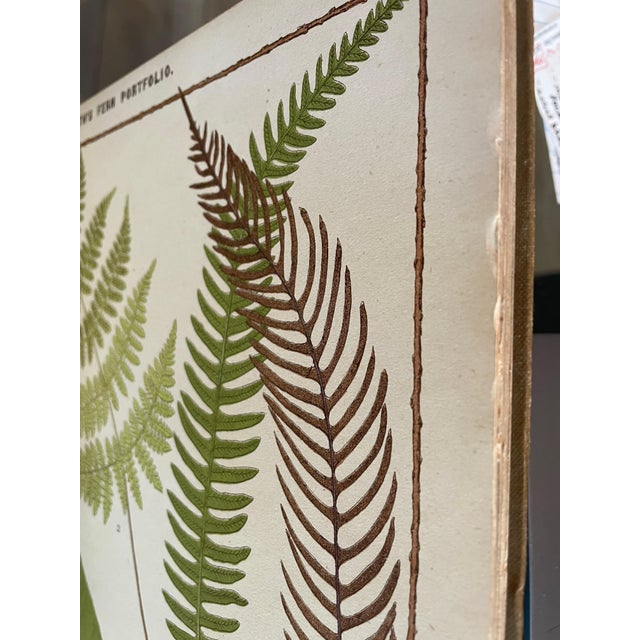 Heath's Fern Portfolio, 1885 Complete With 15 Chromolithographs For Sale - Image 18 of 18