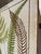 Heath's Fern Portfolio, 1885 Complete With 15 Chromolithographs For Sale - Image 18 of 18